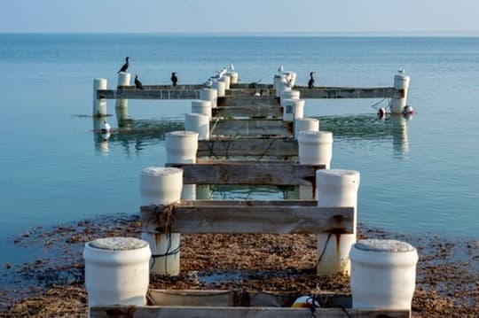 Old dock pilings exposed at low water on a calm coast
