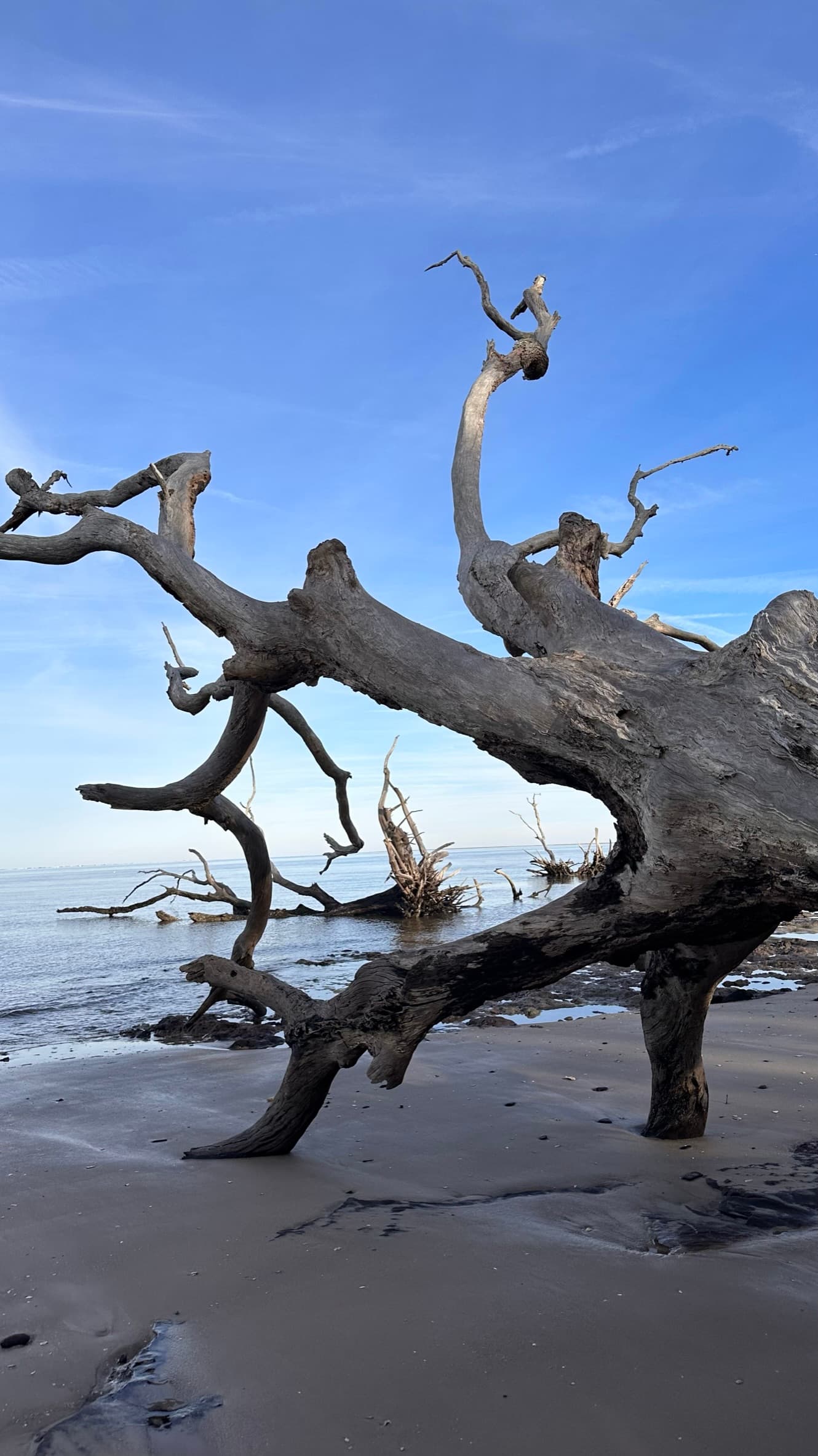 Large piece of driftwood on a quiet beach beside blue water