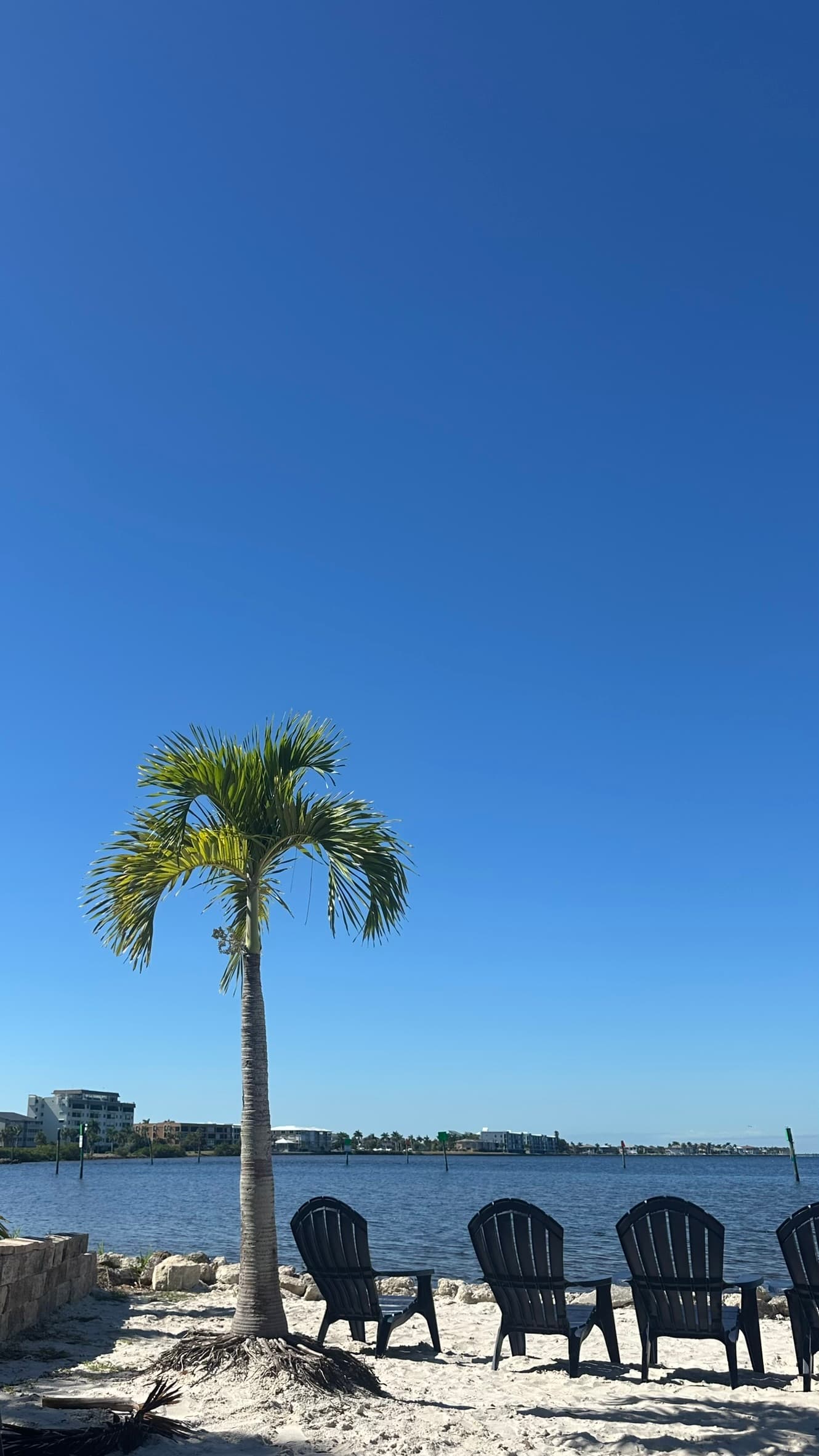 Palm tree and beach chairs beside calm waterfront water in Florida