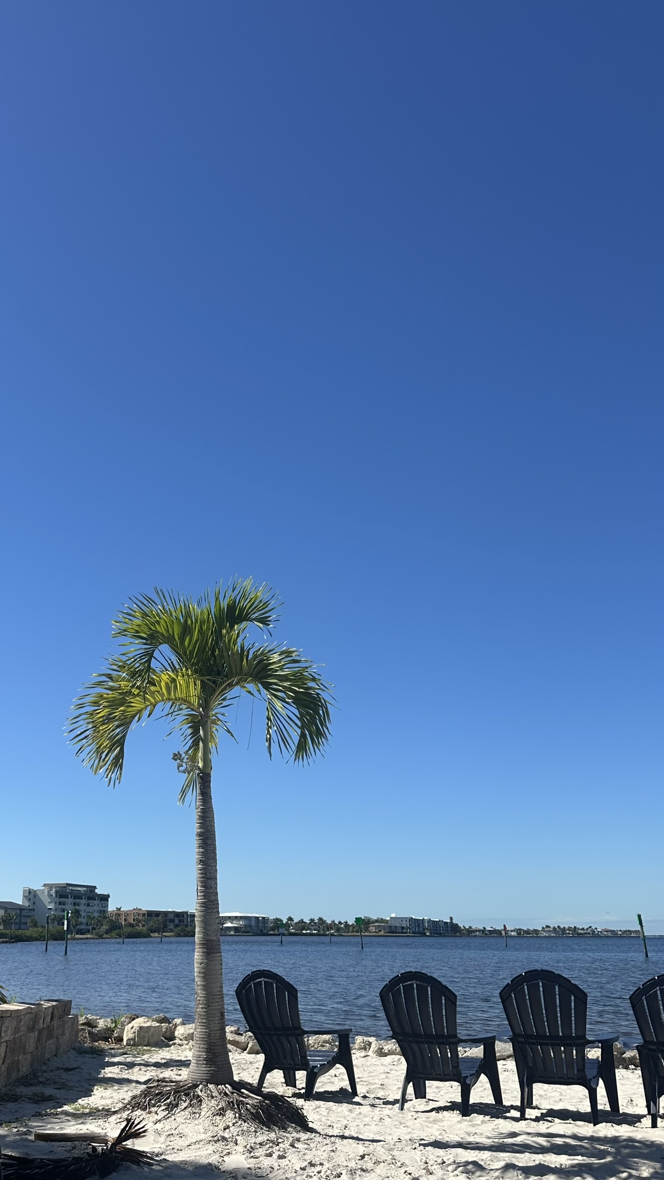 Beach chairs facing calm water beside a palm tree