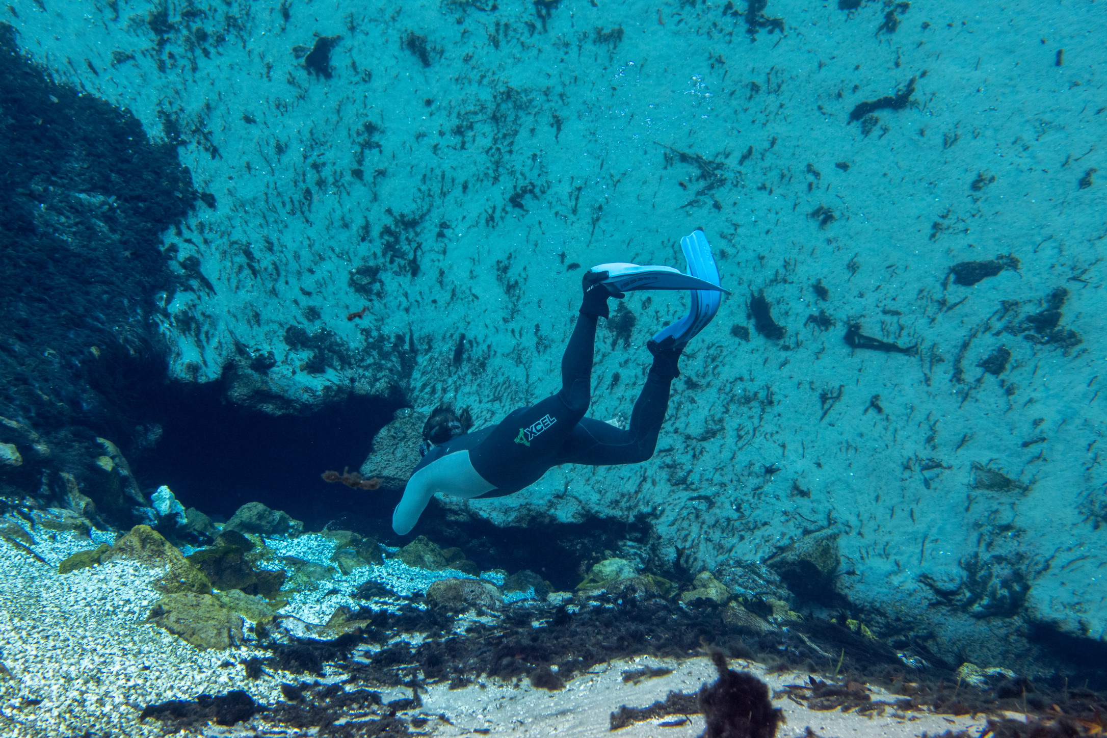 Snorkeler diving over blue water and seagrass while looking for scallops